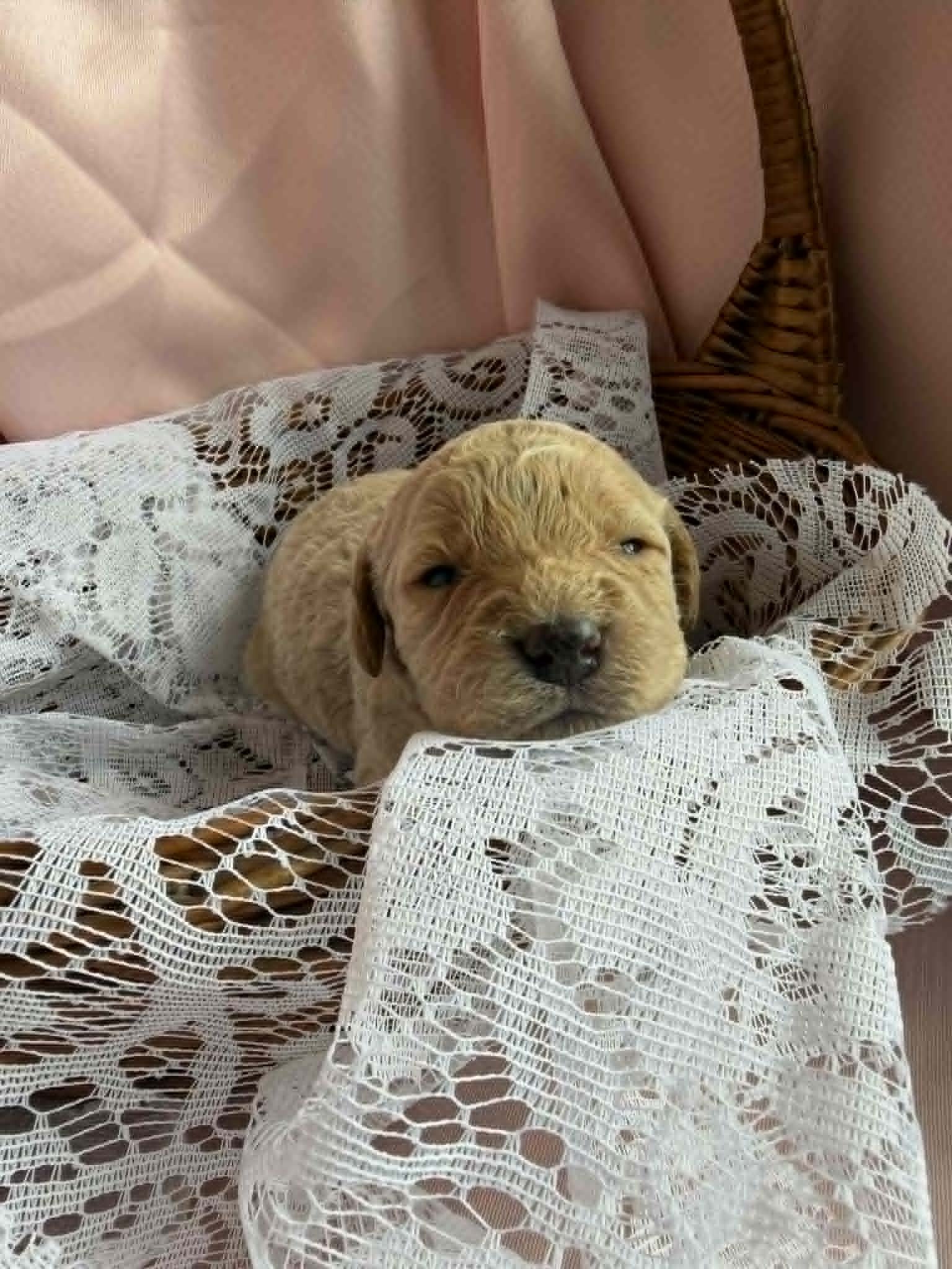 MYSTIC/FEMALE/$2,600