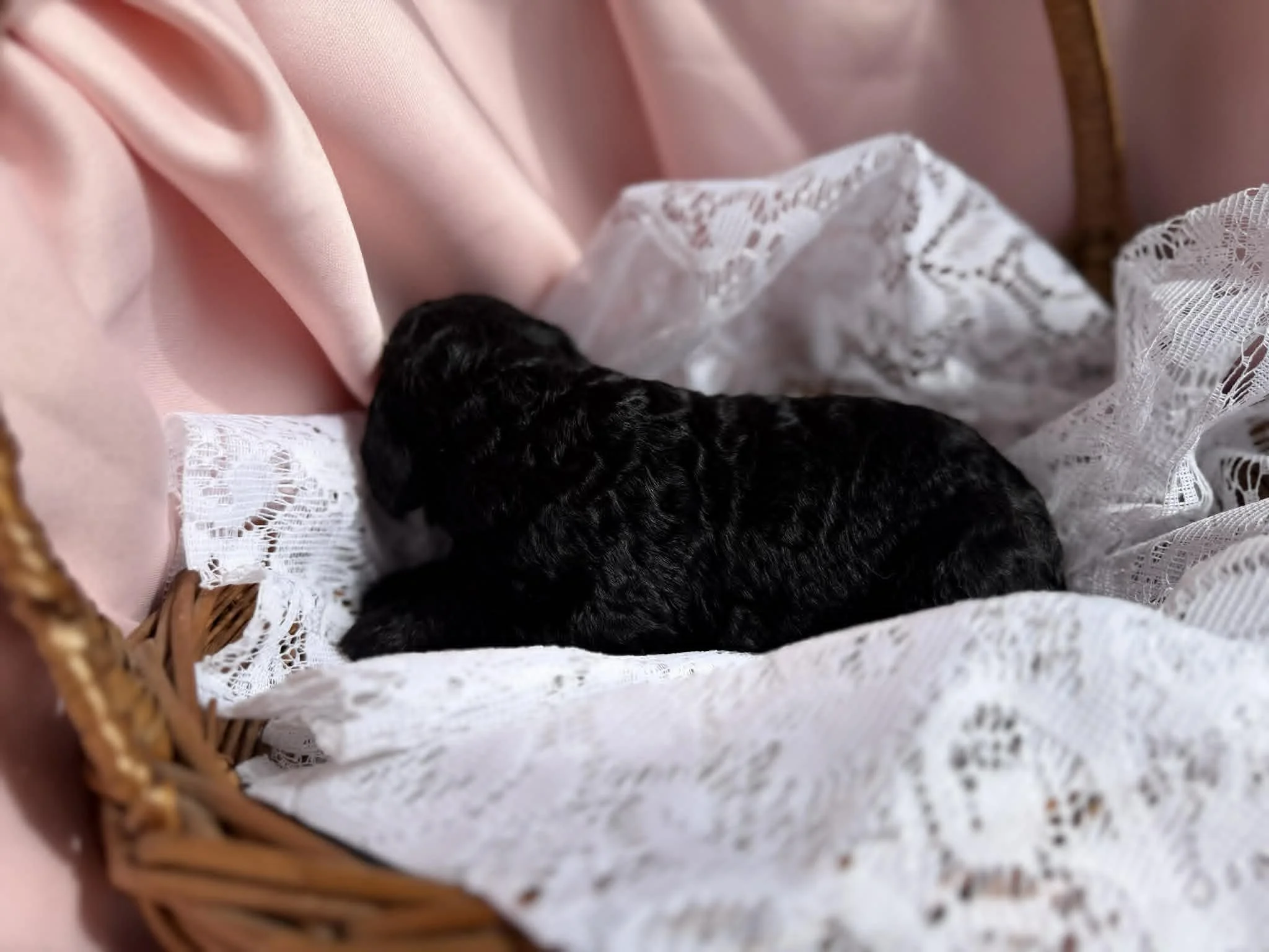 JAZZ/FEMALE/$1,800/Available