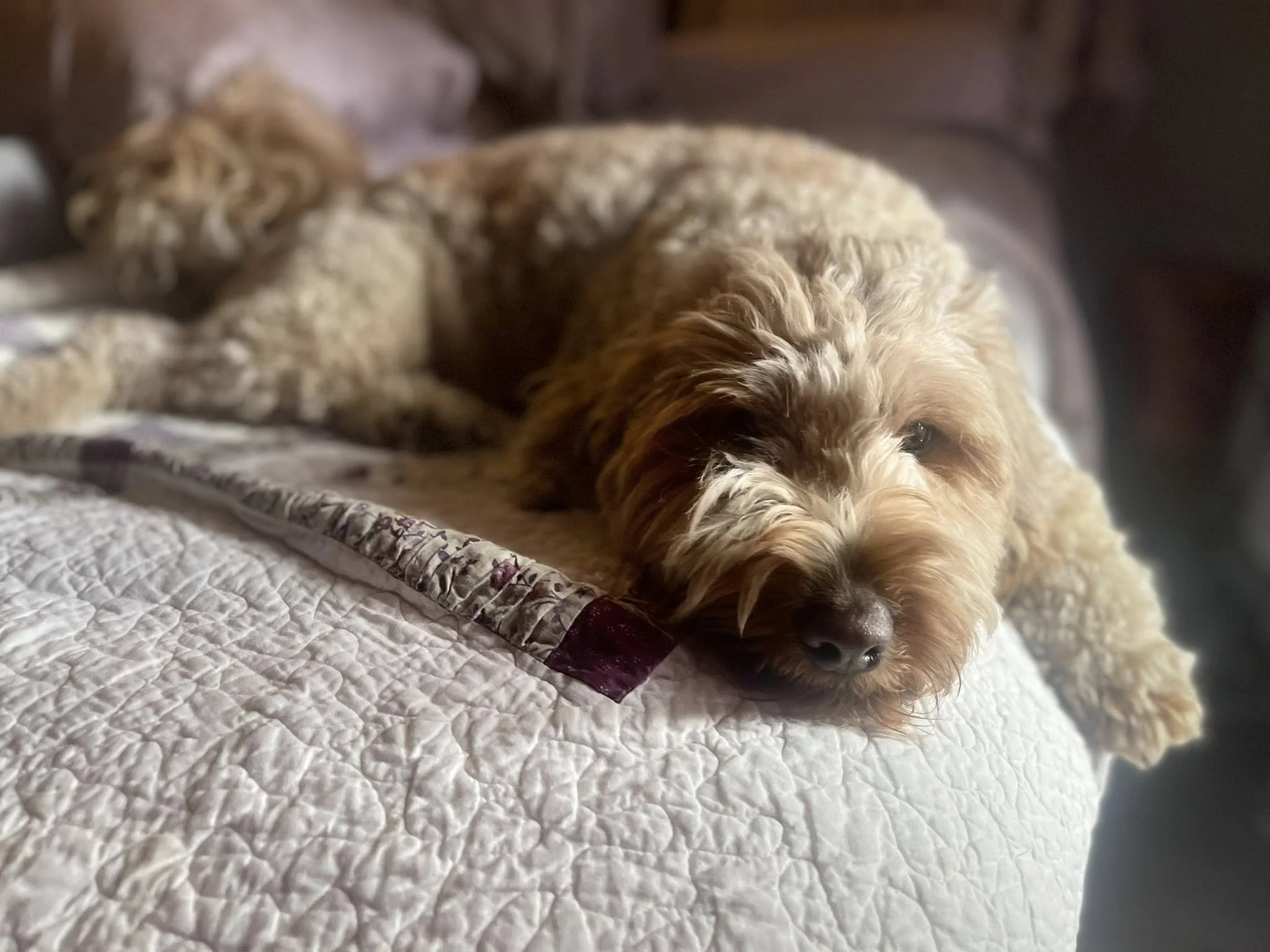 A light brown, curly-haired dog lying on a quilted bed, resting its head and front paw on the edge of the bed, looking at the camera. with a cat in the background