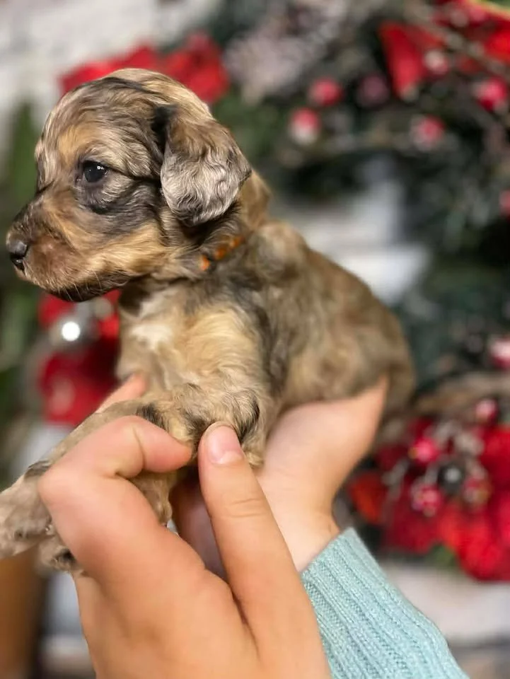 Cowboy~Sable~Sold~$1,985