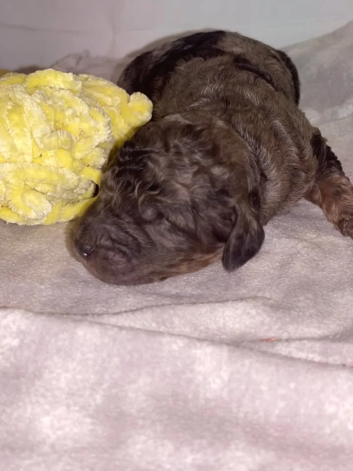 Dasher~Tri-merle~ON HOLD~$2,200