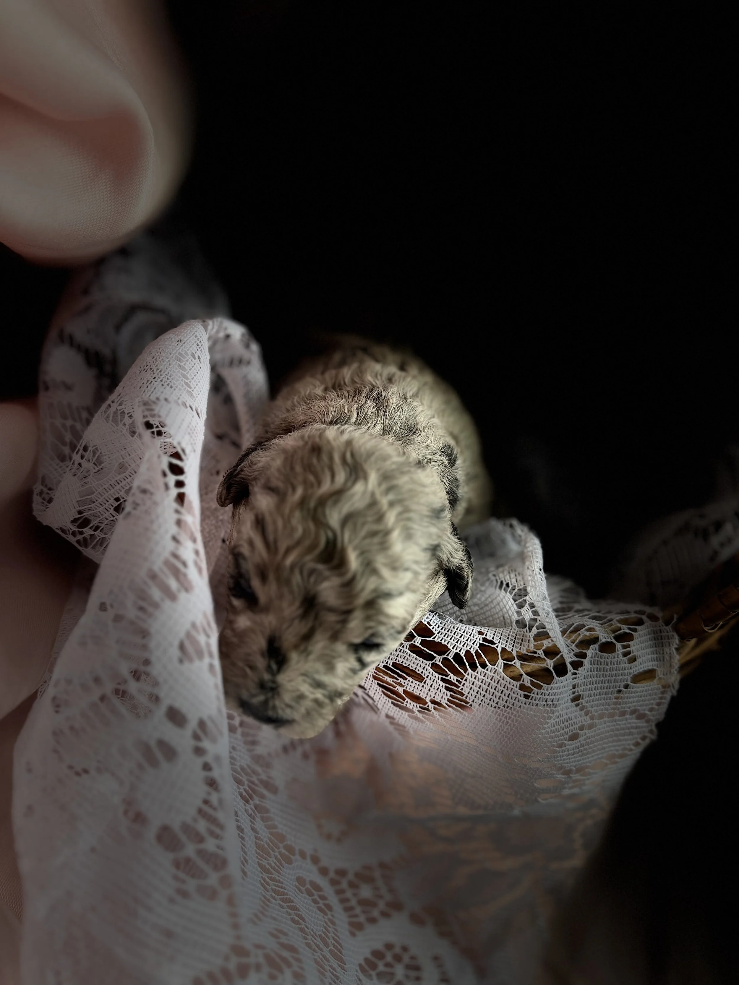 ZING/FEMALE/$2,400/Available