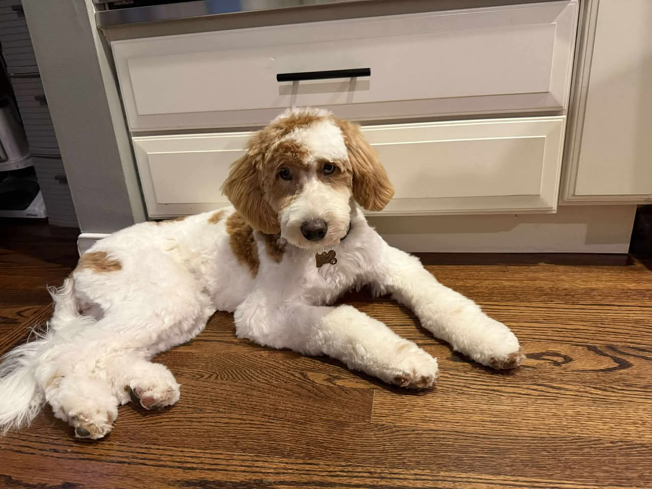 Ellie got her first real “doodle cut” today! She did good and now we can see her pretty eyes again!
