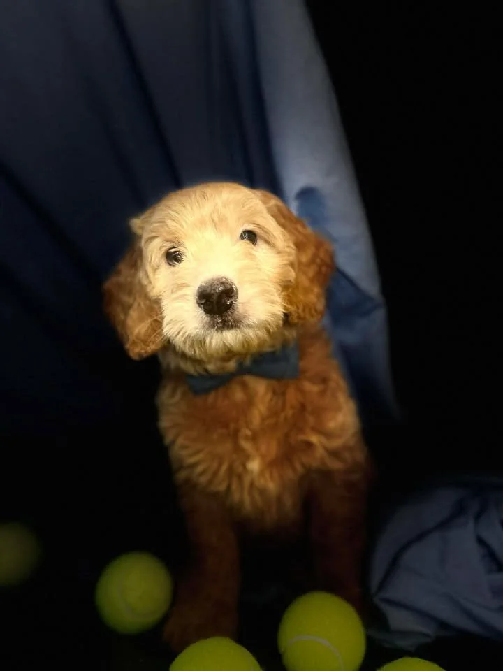 A cute, fluffy golden retriever puppy with a blue bow tie sitting among tennis balls on a dark background.