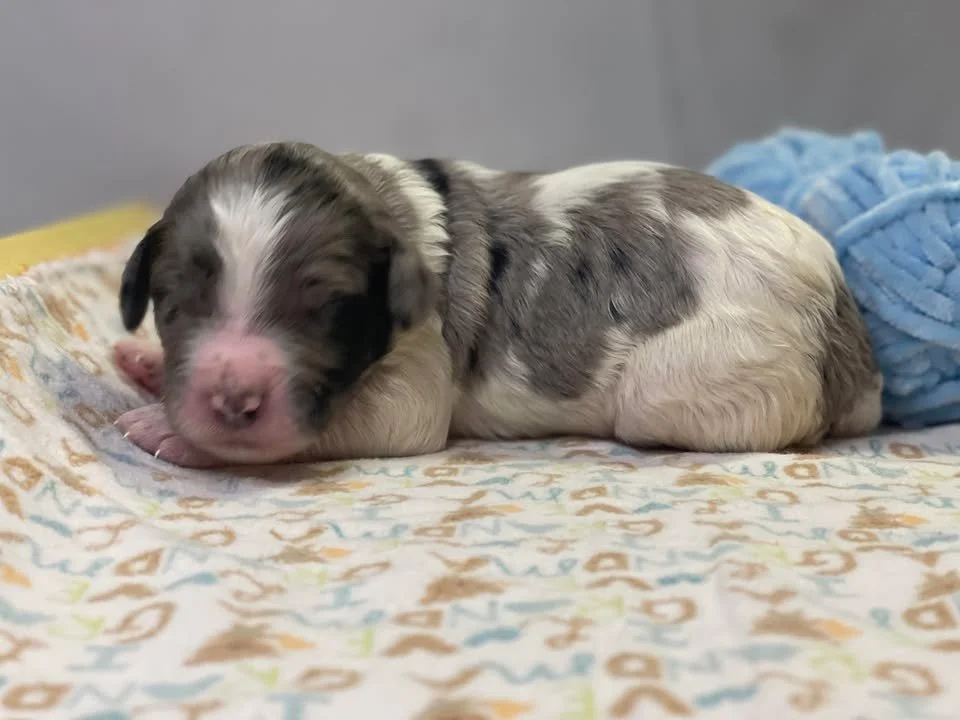 Hermey~Male~Reserved~$1,600