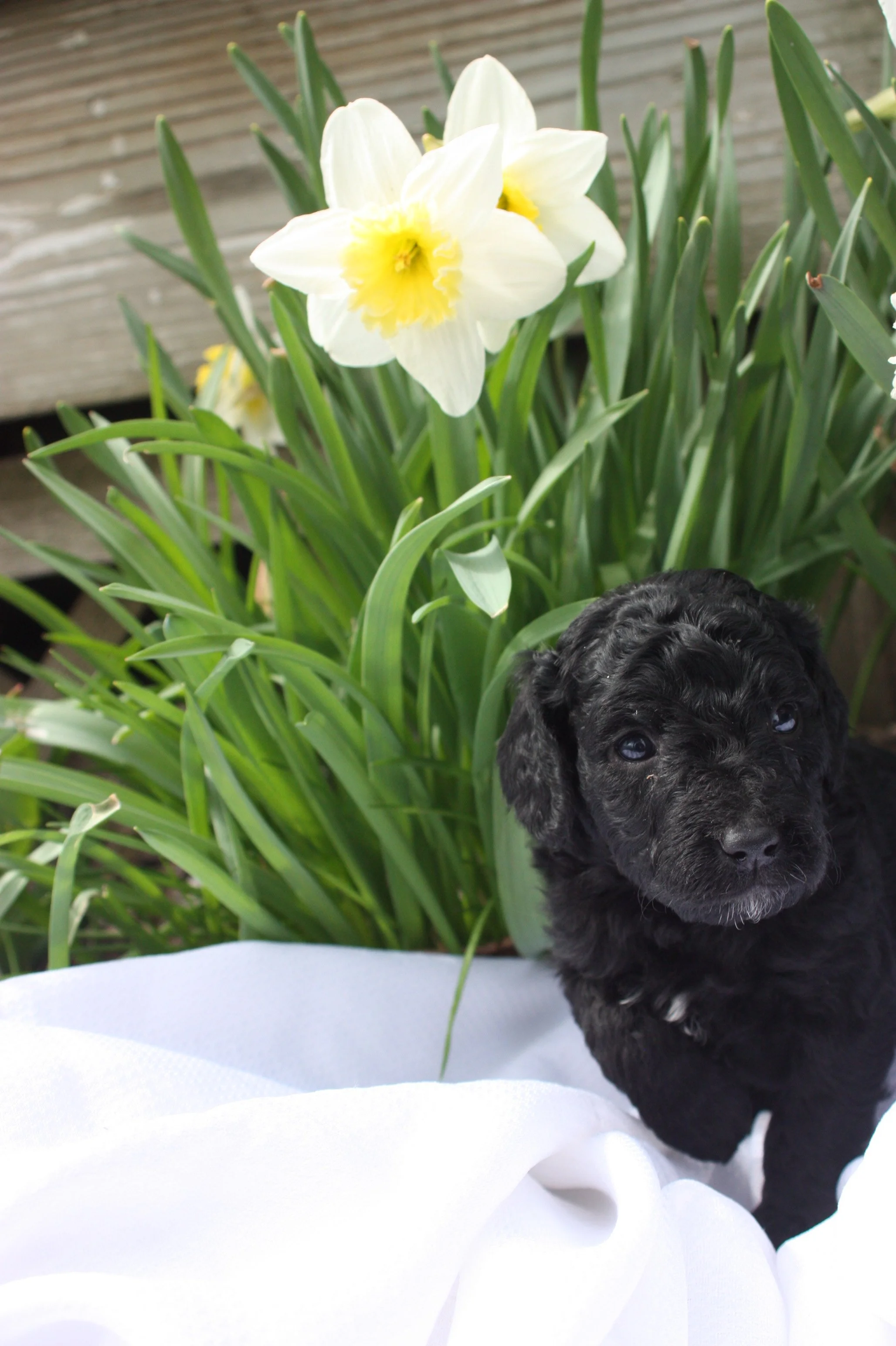 JAZZ/FEMALE/$1,800/Available