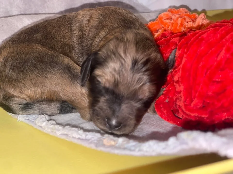 Cowboy~Sable~Sold~$1,985