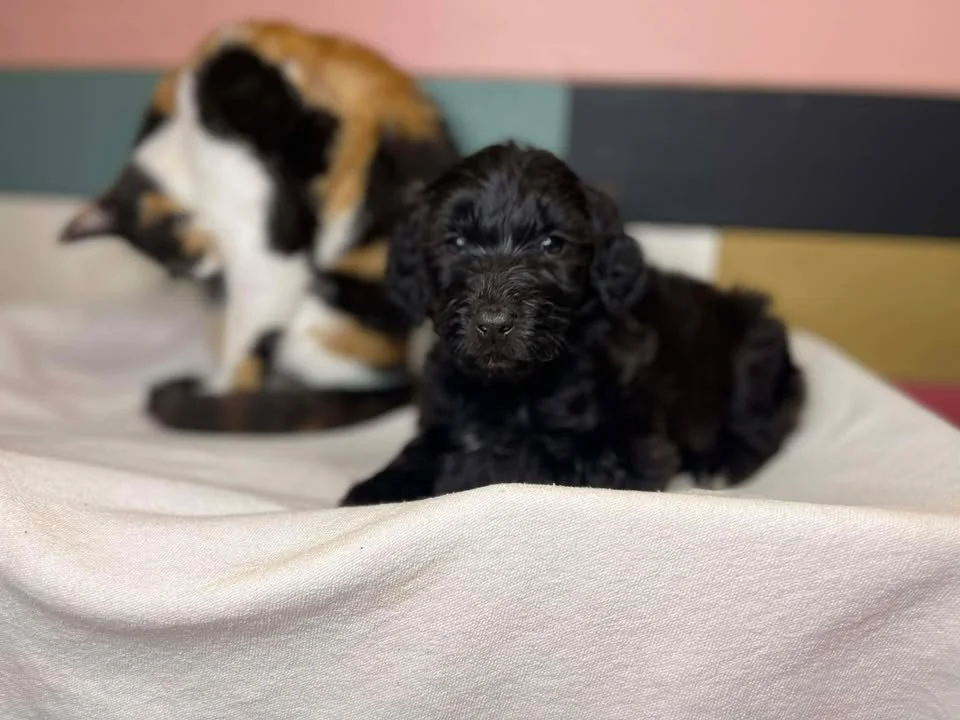 Humble~Male~Reserved~$1,800