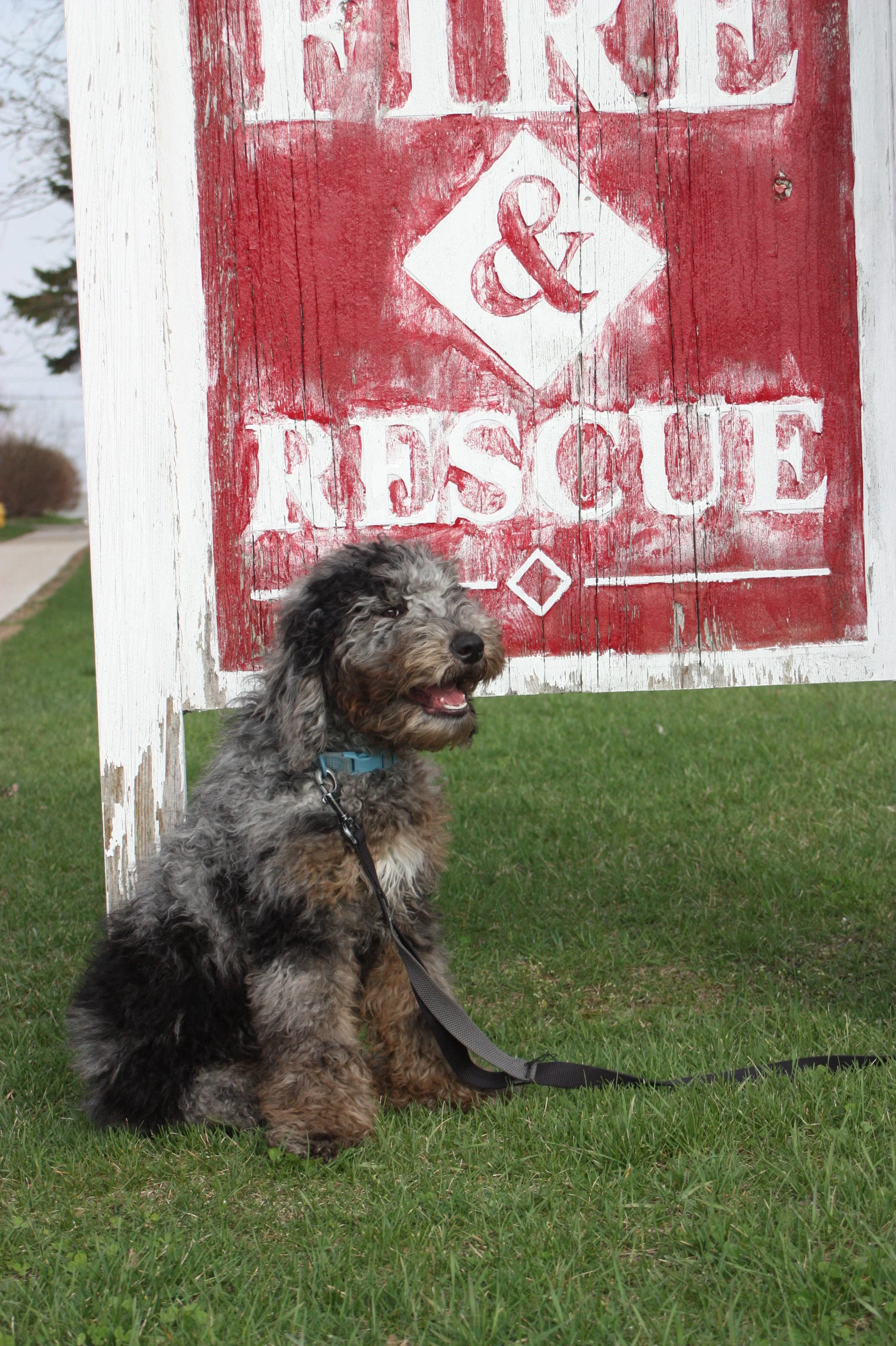 Dasher~Tri-merle~Available~$2,500