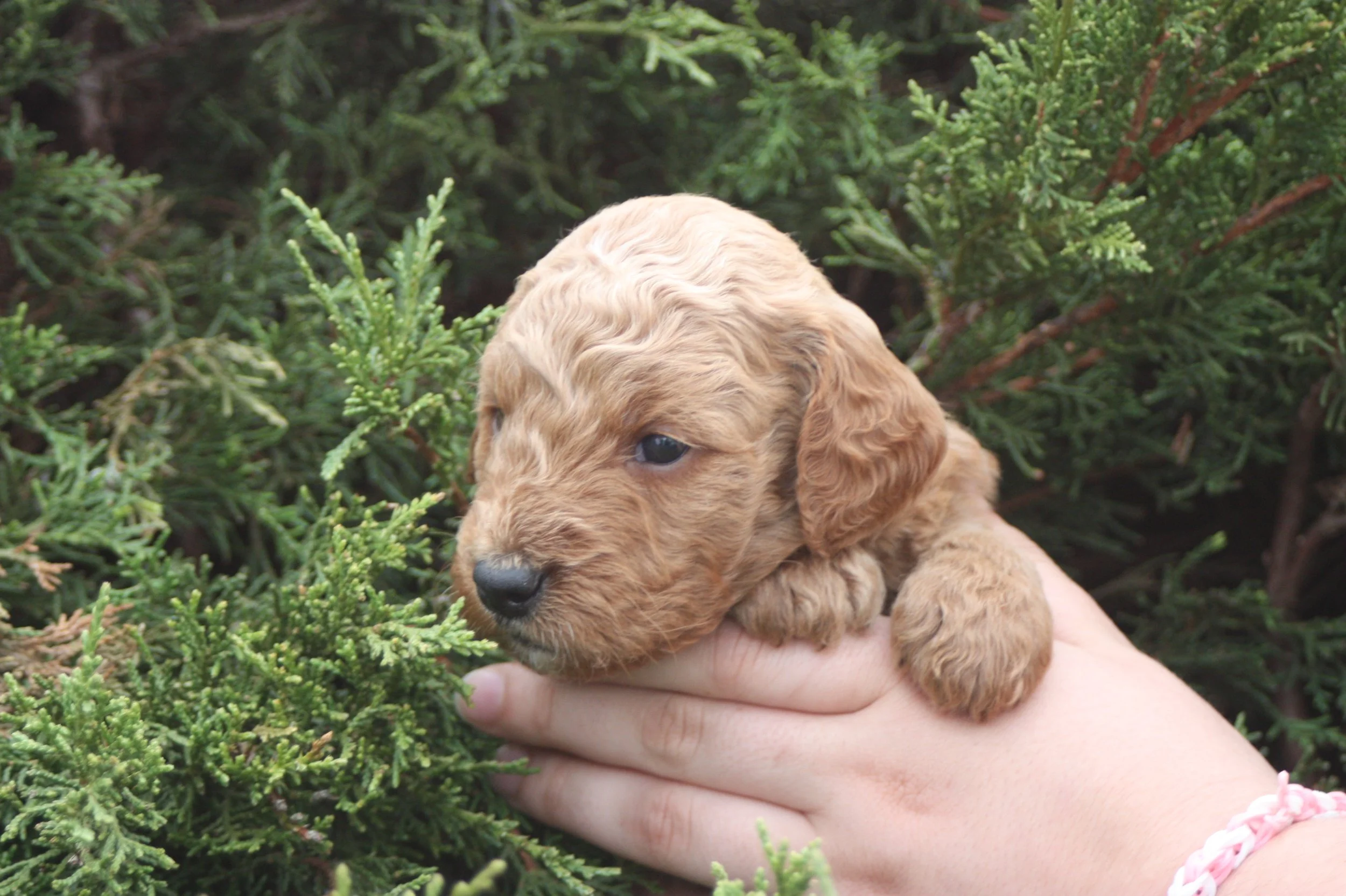 SALSA/MALE/$2,200/Available