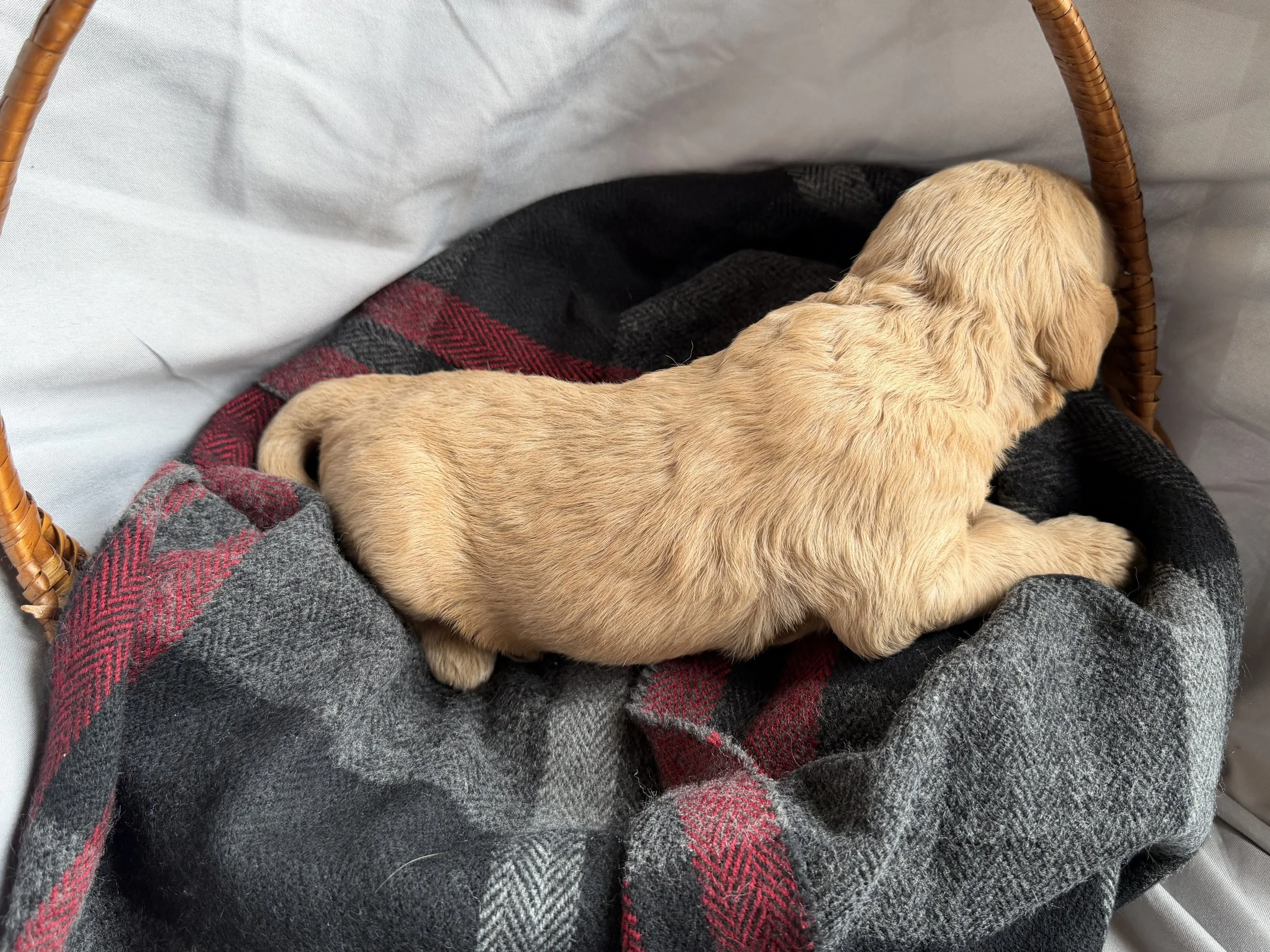 TANGO/MALE/$2,200/RESERVED