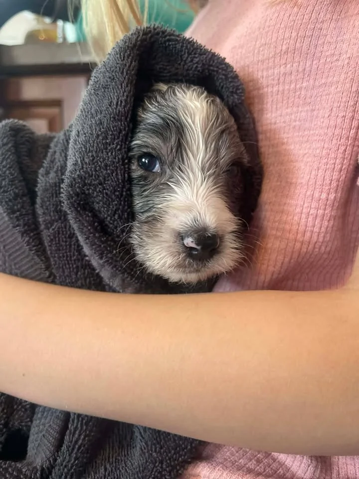 Hermey~Male~Reserved~$1,600
