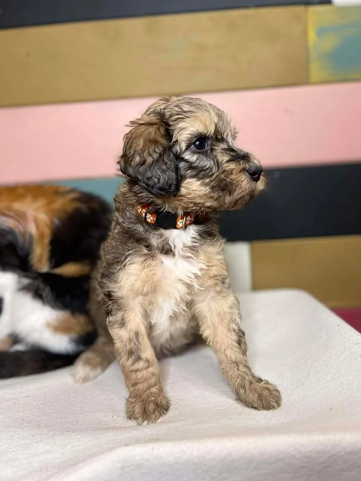 
Cowboy~Sable~Sold~$1,985