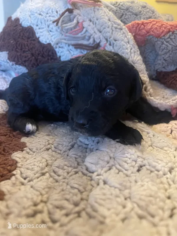 Brut~Male~Available~$1,800