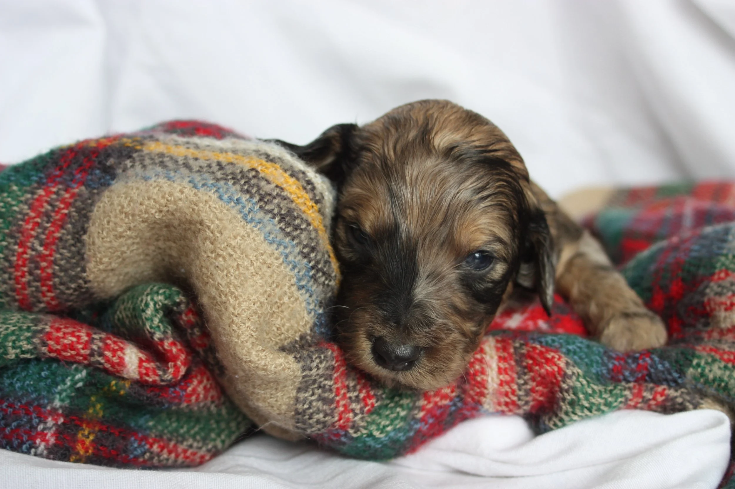 Cowboy~Sable~Sold~$1,985