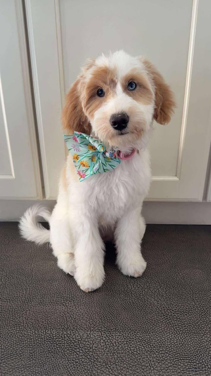 523777003_2226713914513710_7135811716920892613_n (1).jpg