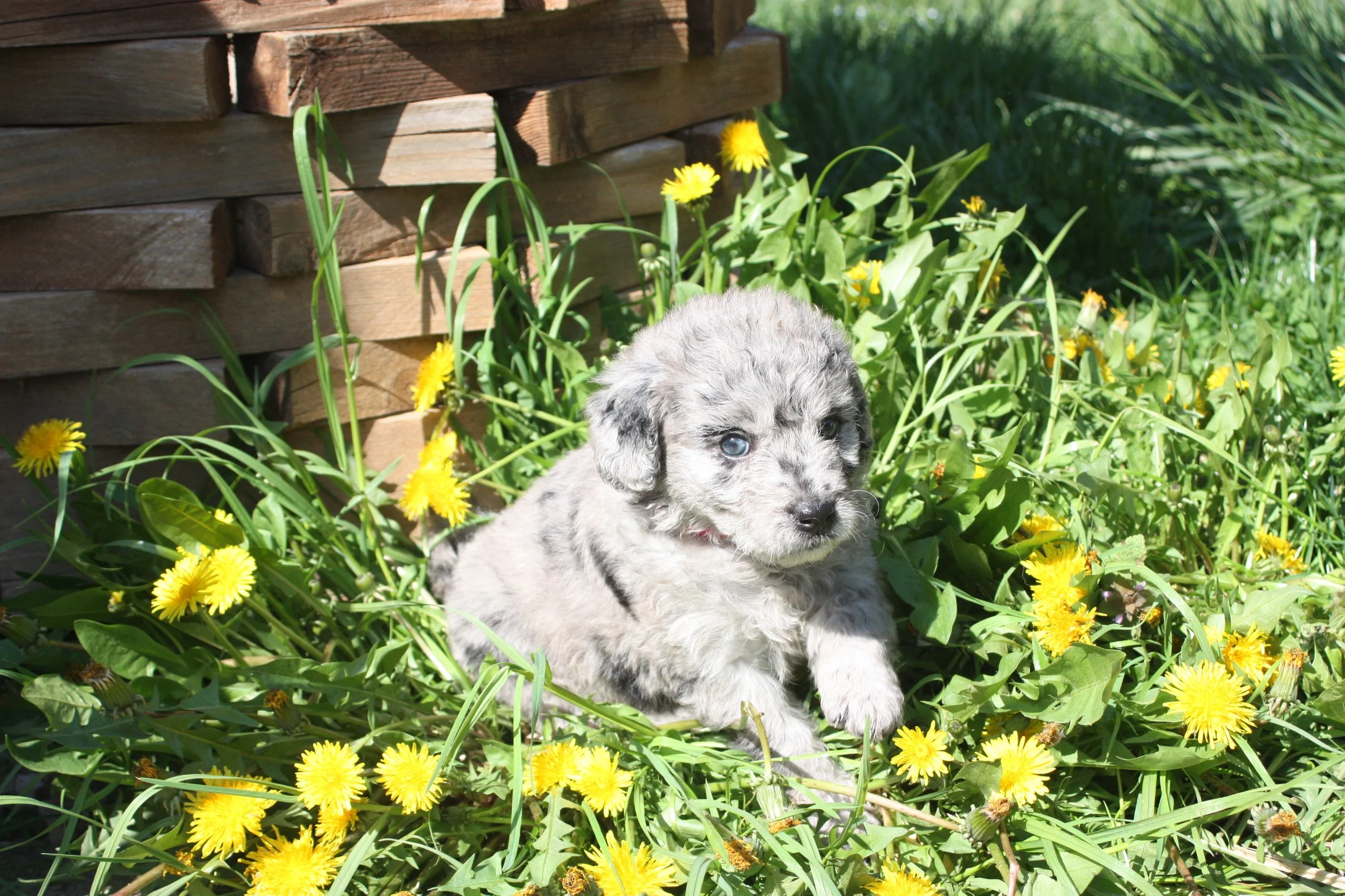 ZING/FEMALE/$2,400/Available