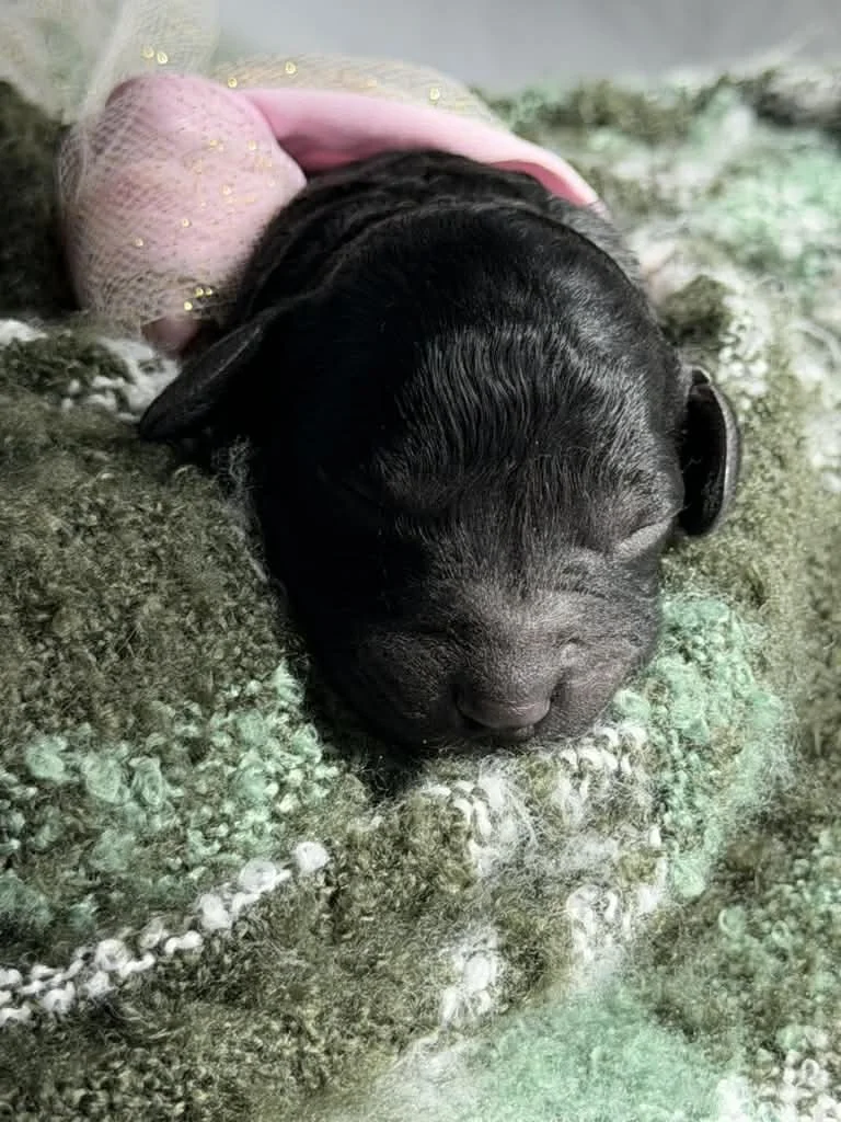 JAZZ/FEMALE/$1,800/Available