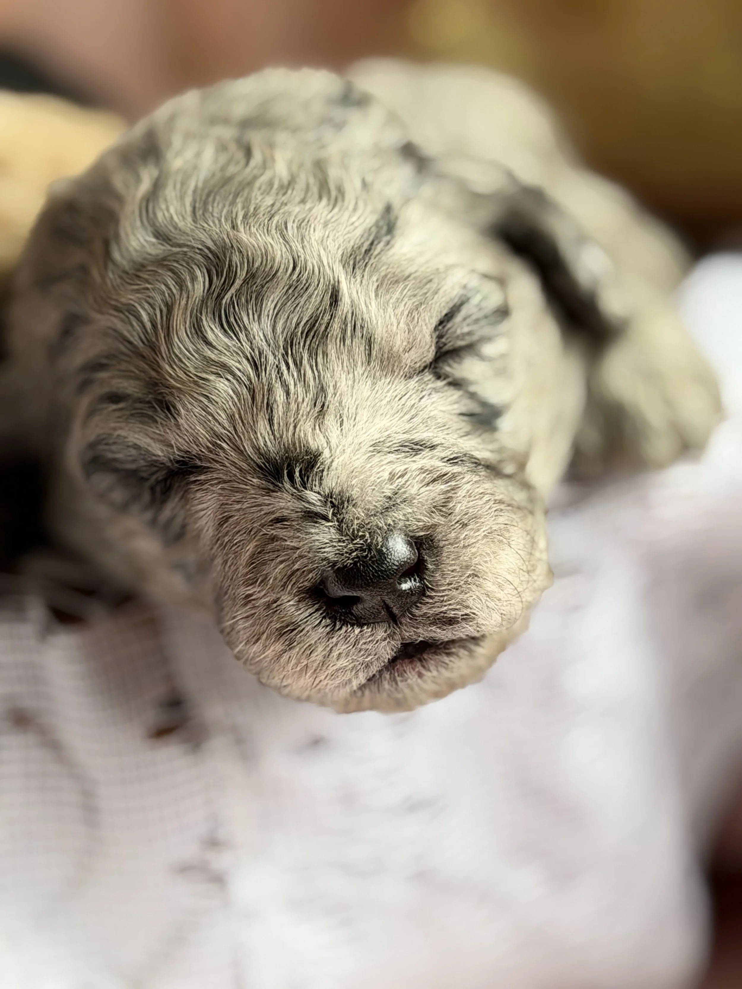 ZING/FEMALE/$2,400/Available