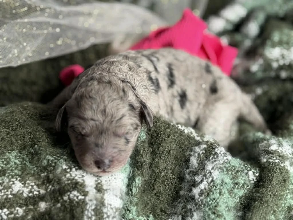 ZING/FEMALE/$2,400/Available