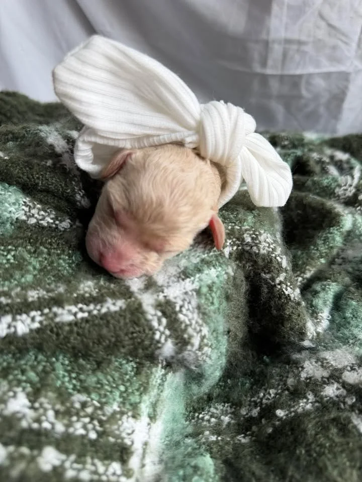 MYSTIC/FEMALE/$2,600