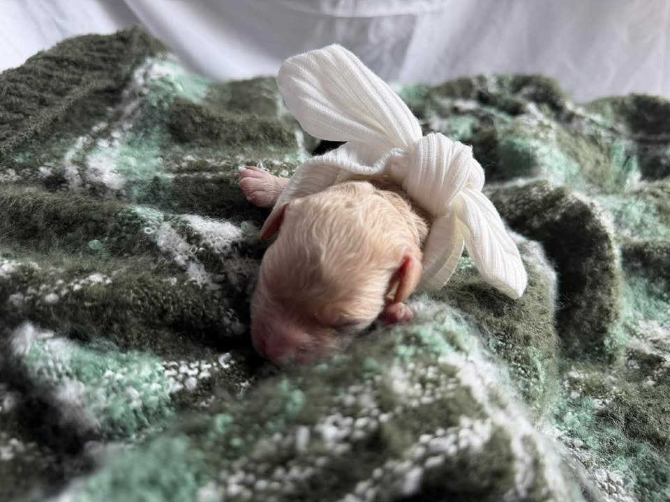 MYSTIC/FEMALE/$2,600