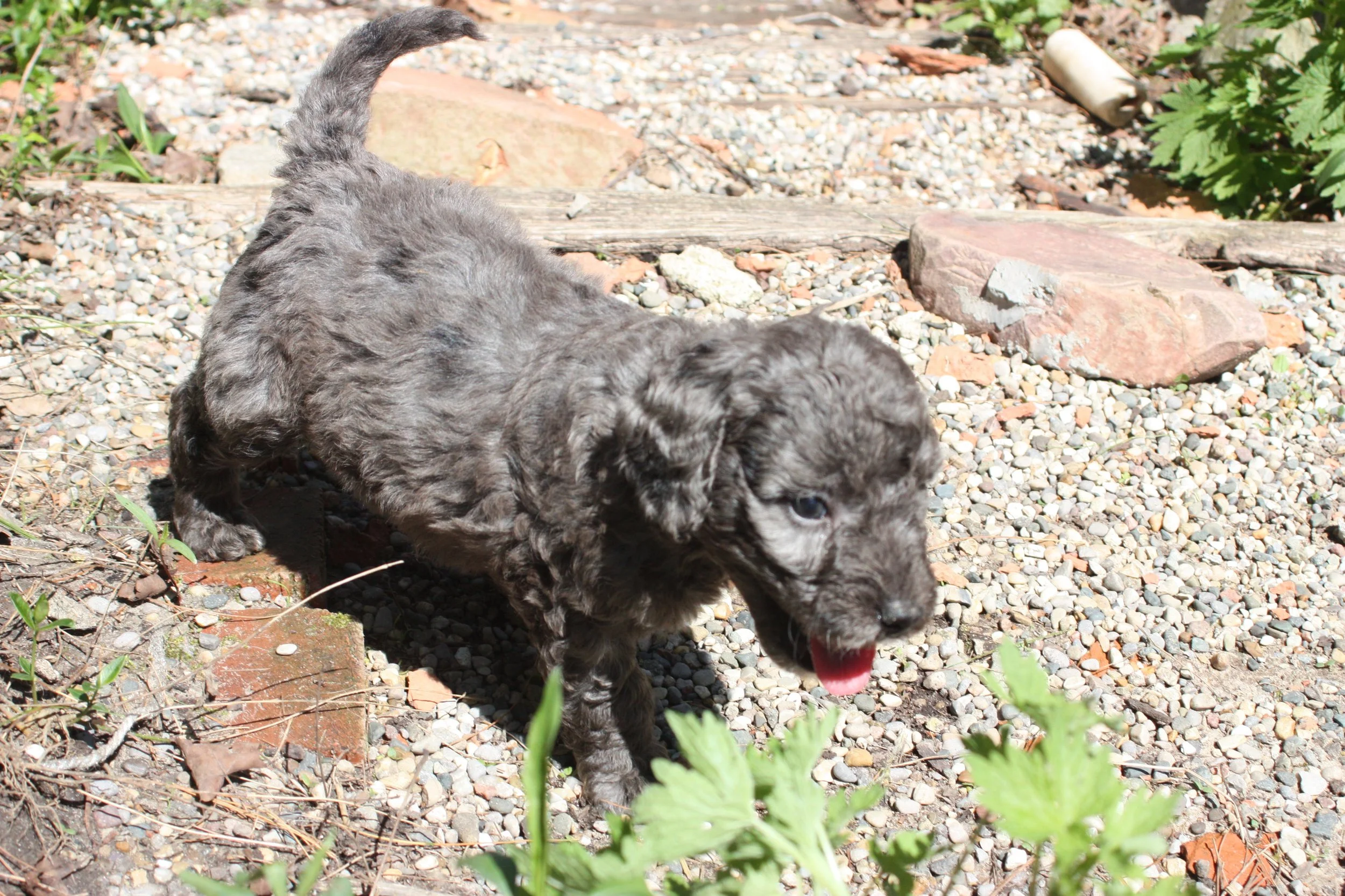 MACK/MALE/$2,400/RESERVED