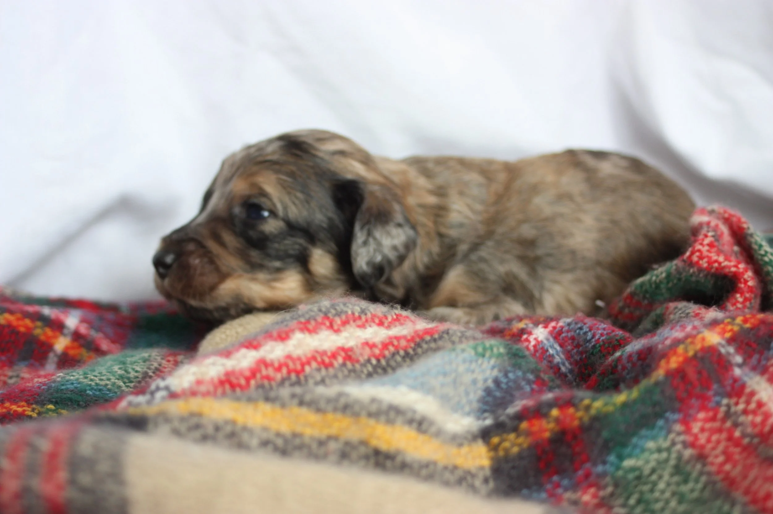 Cowboy~Sable~Sold~$1,985