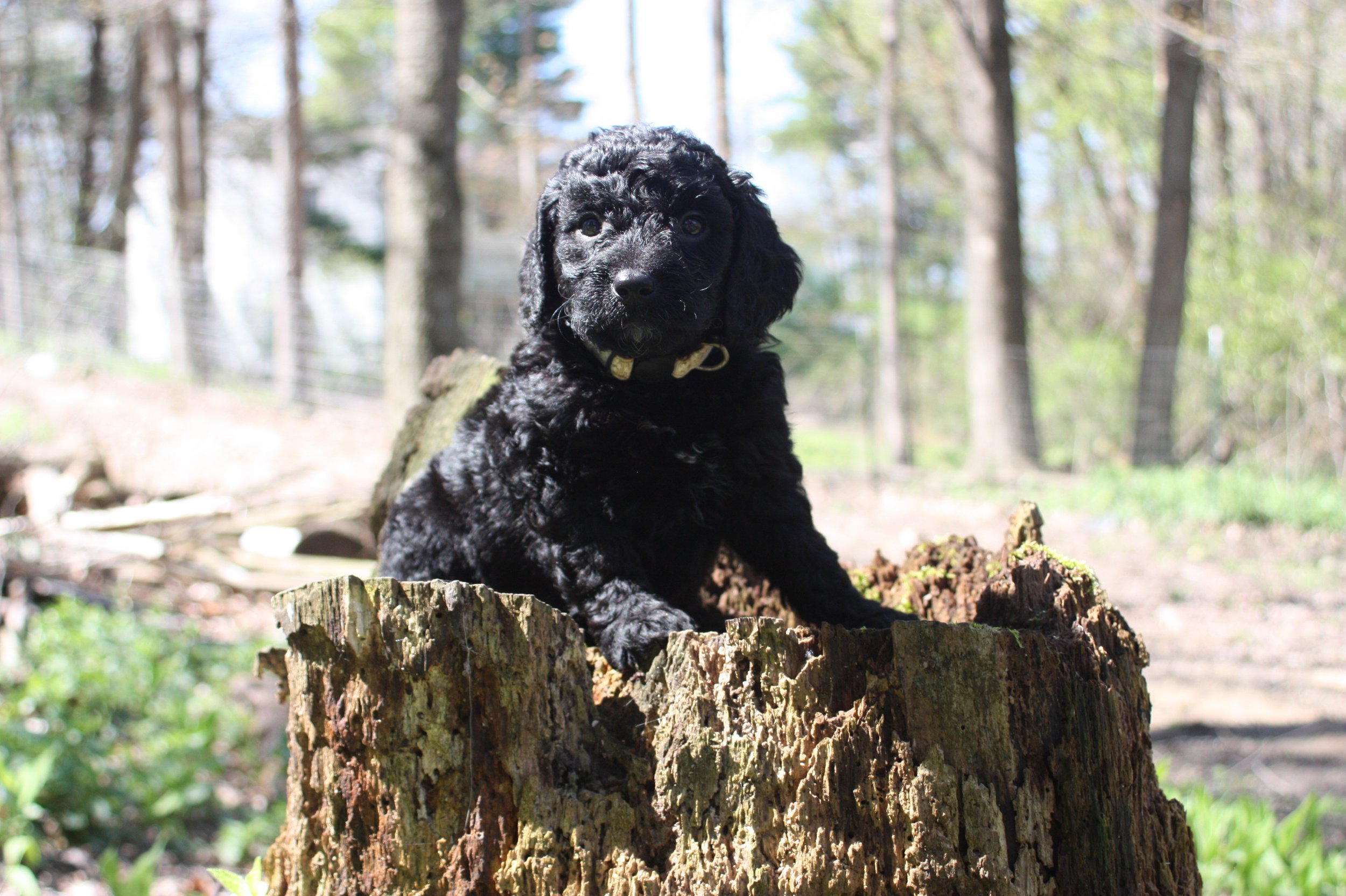 JAZZ/FEMALE/$1,800/Available