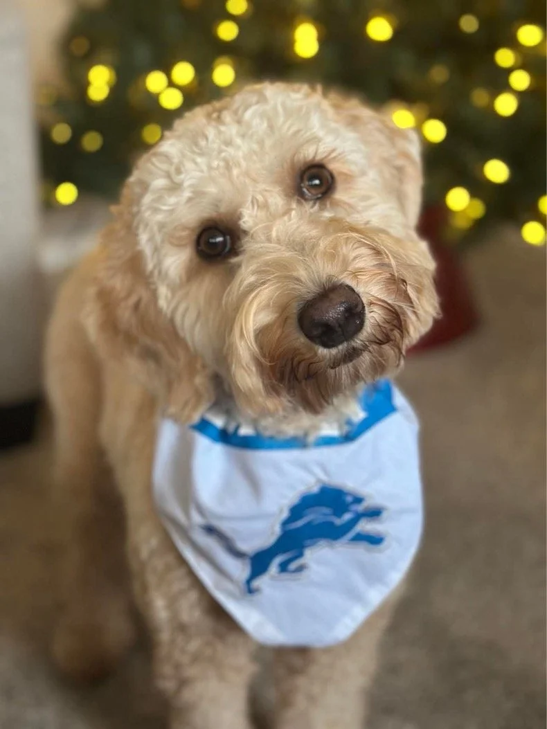 A cute Goldendoodle with curly beige fur wearing a white bandana with a blue Detroit Lions logo, standing indoors in front of a decorated Christmas tree with yellow lights.