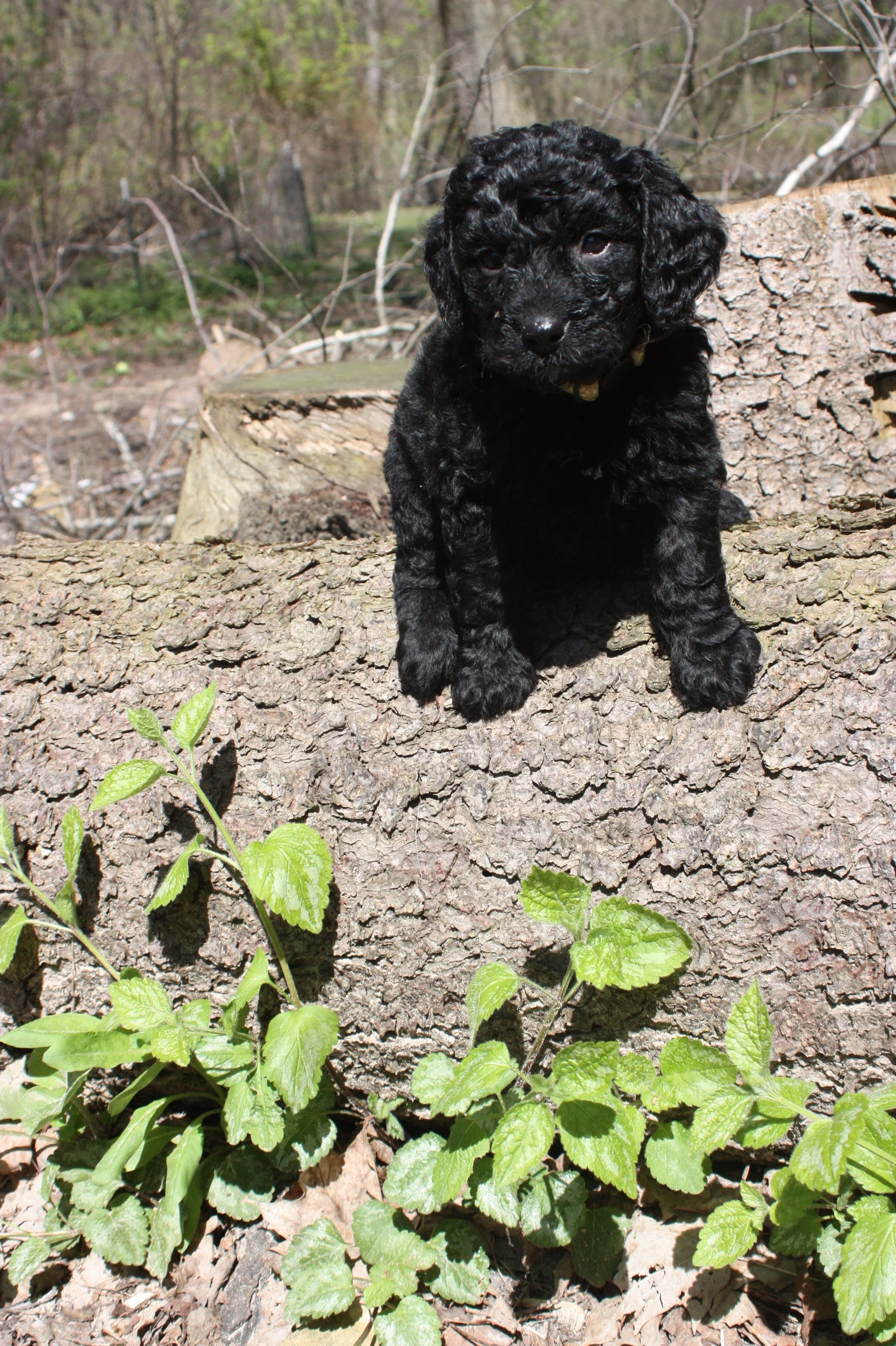 JAZZ/FEMALE/$1,800/Available