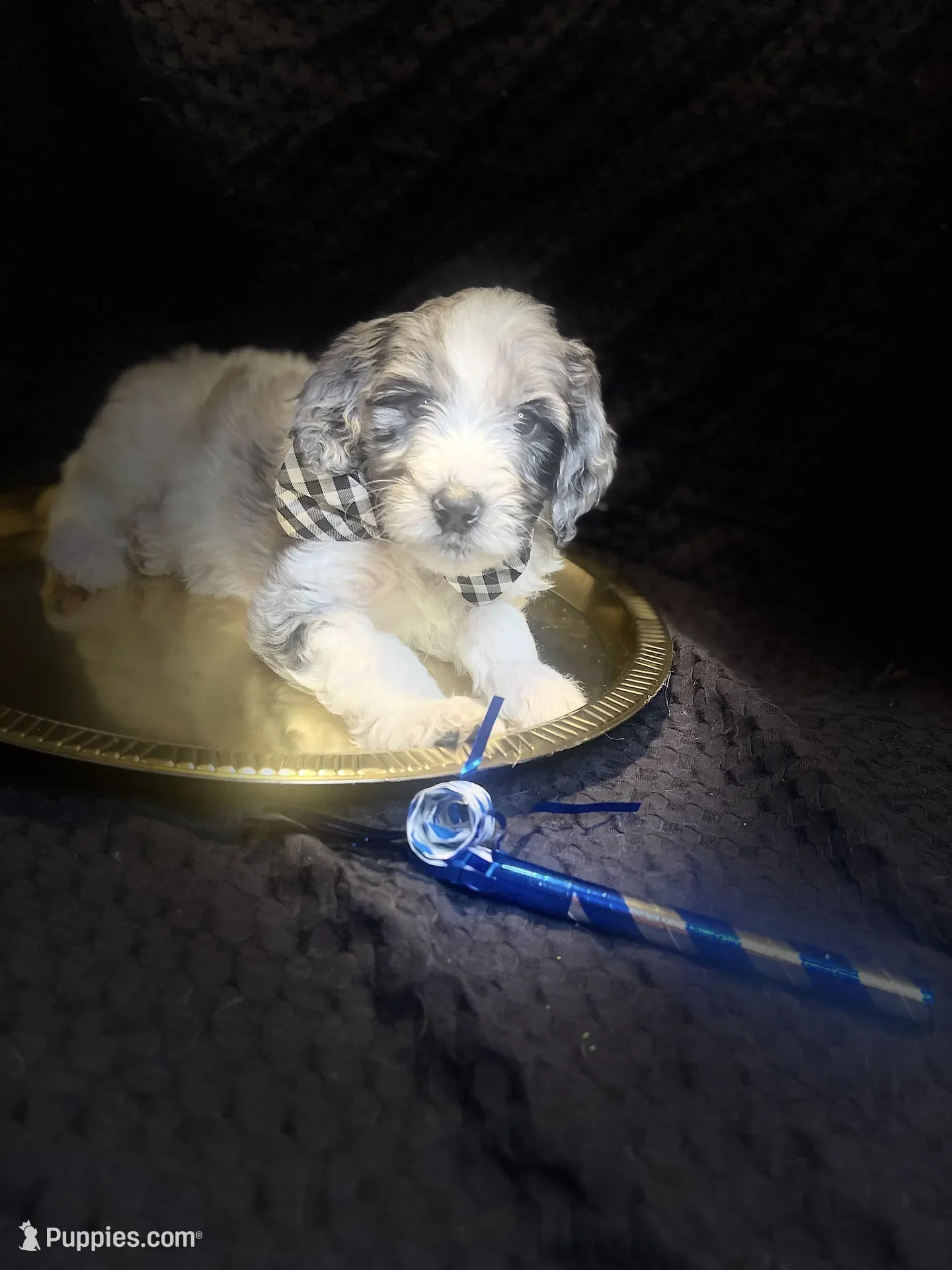 Hermey~Male~Reserved~$1,600
