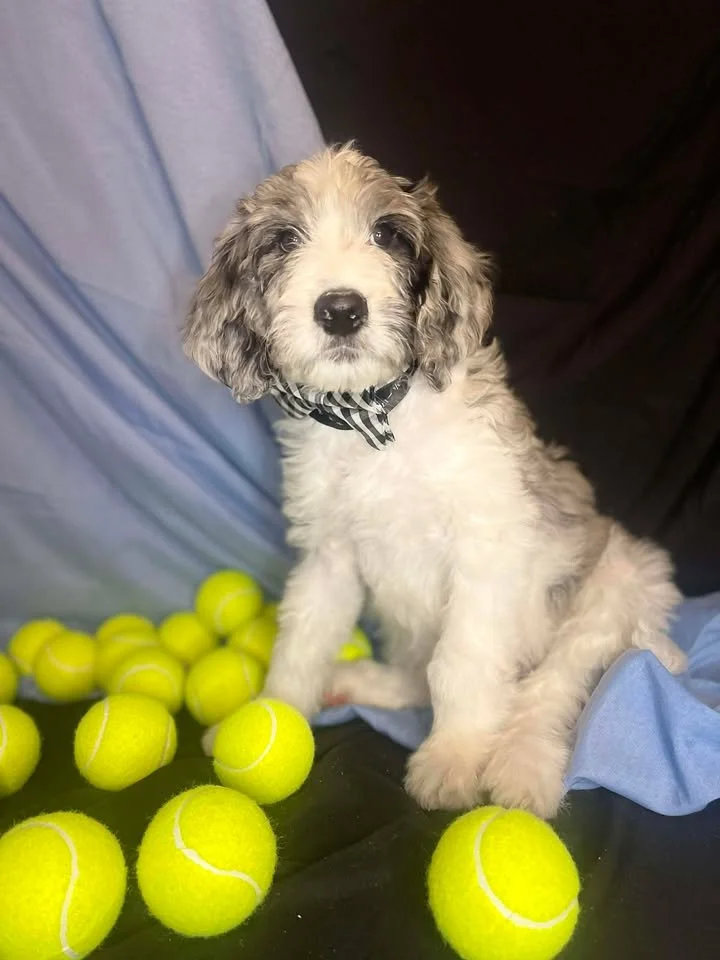 A cute puppy with curly fur, sitting among tennis balls, with a blue cloth background.