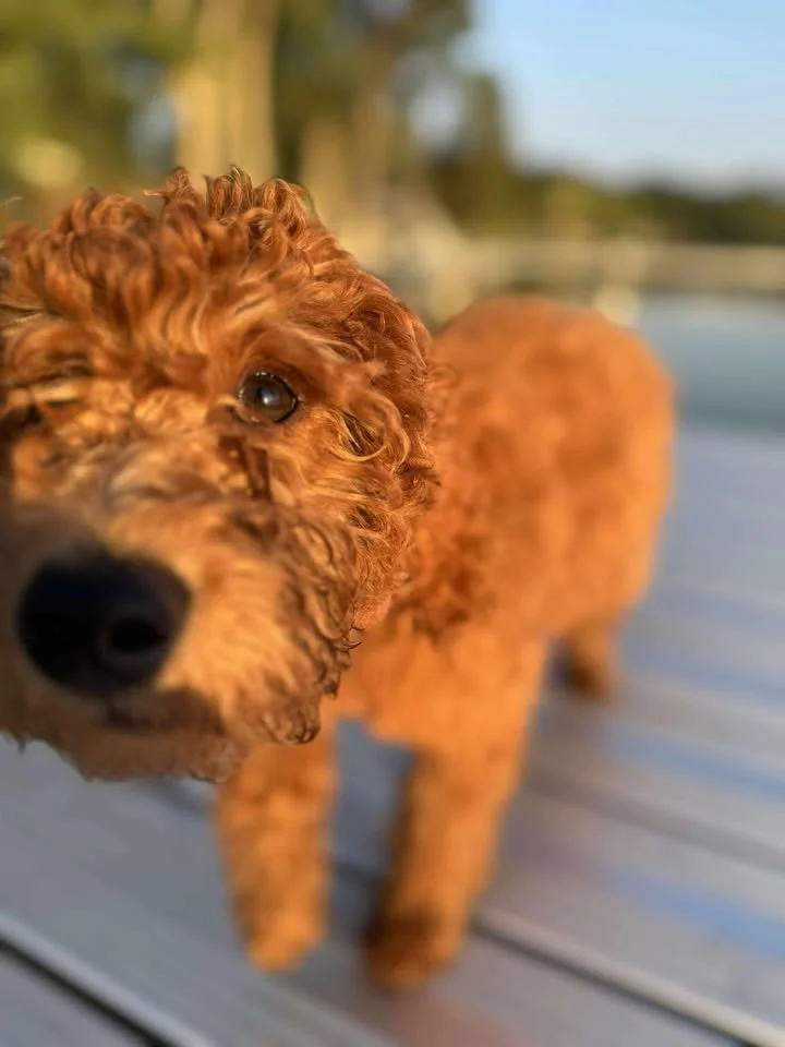 A close-up of a curly-haired, reddish-brown dog standing on a wooden dock with water and trees in the background.