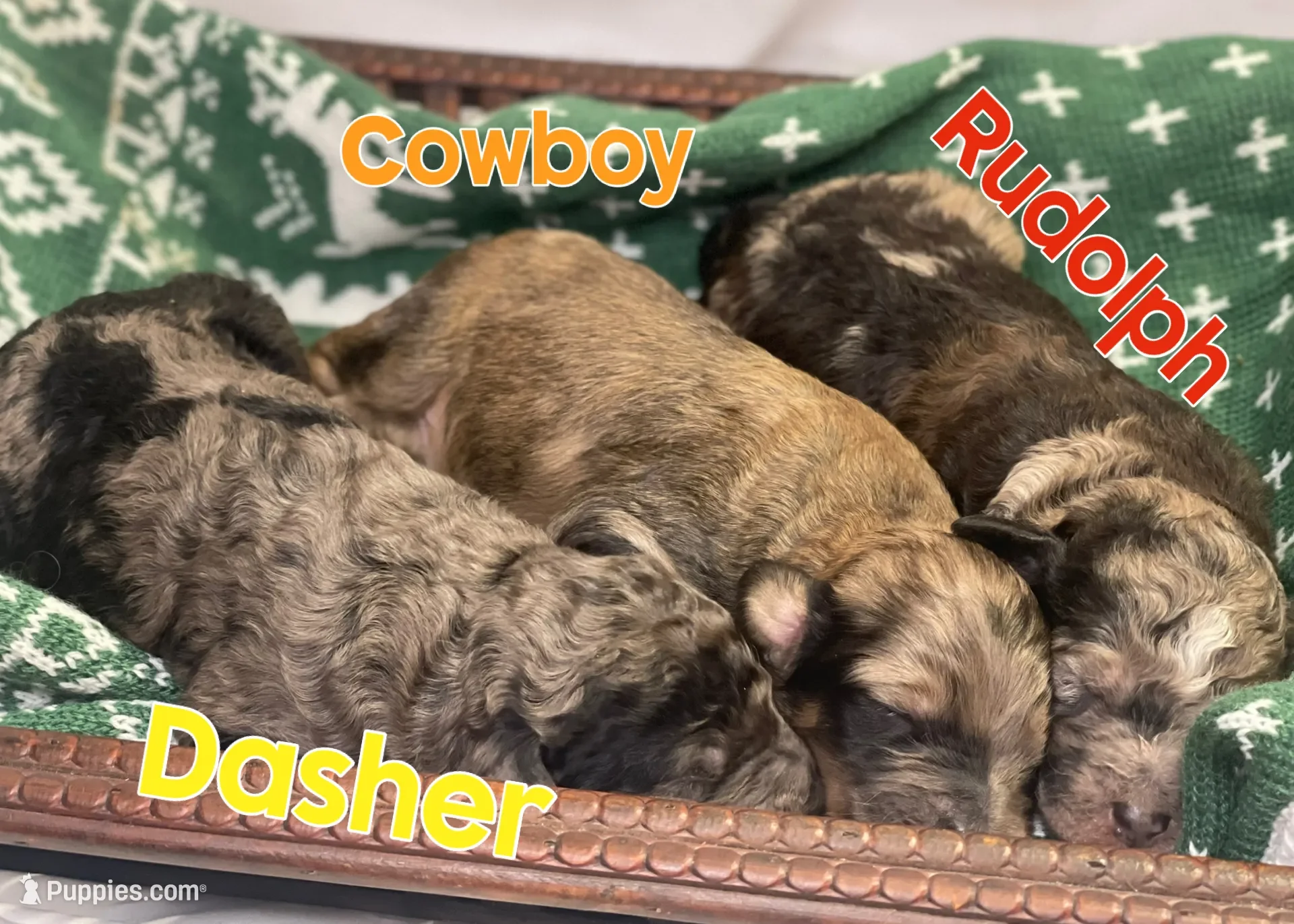 Dasher~Tri-merle~ON HOLD~$2,200