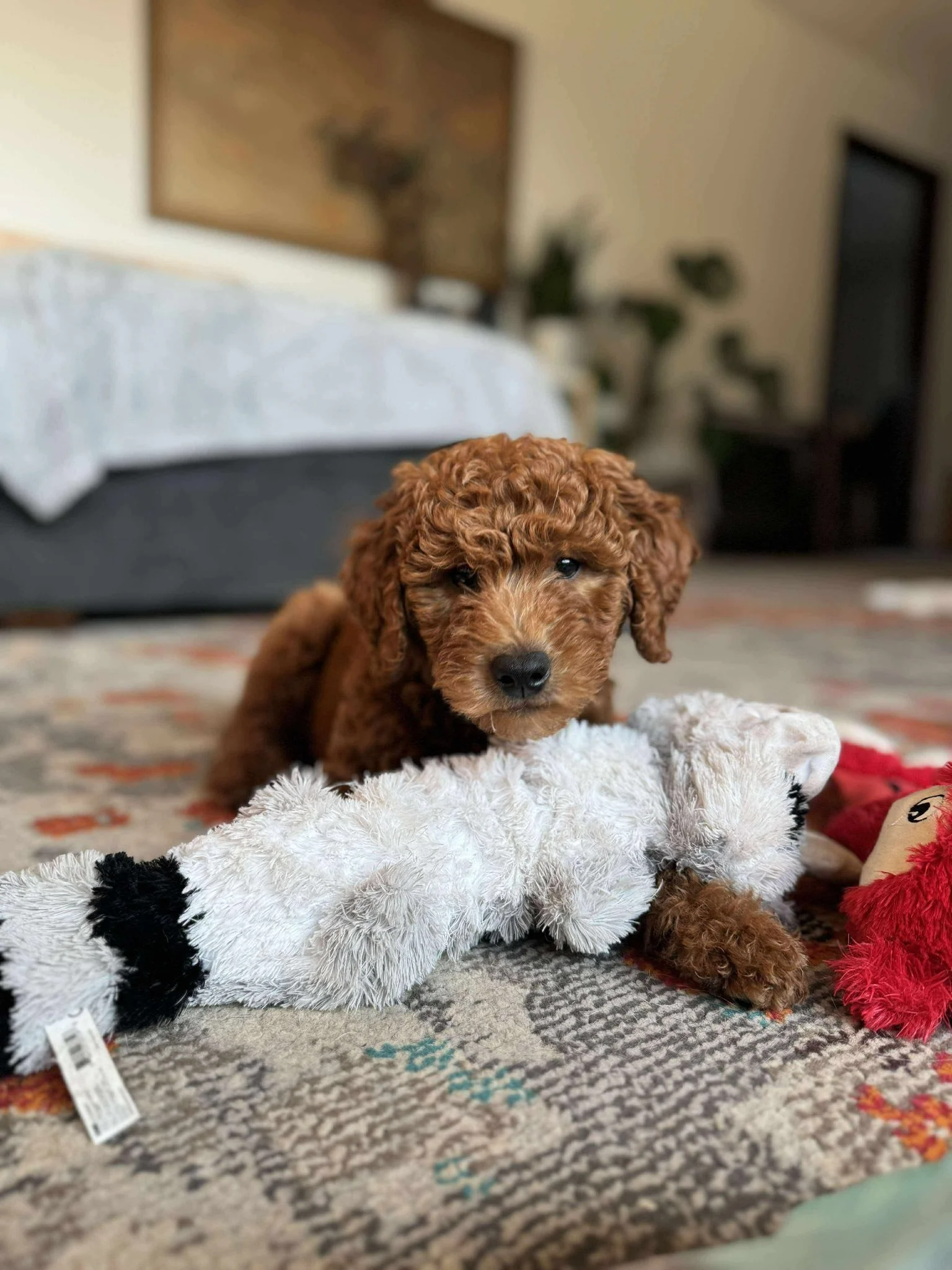 A small brown curly-haired puppy lying on a patterned rug with a stuffed panda toy in front and a red plush toy nearby. In the background, a bed with a white cover, plants, and artwork are visible.