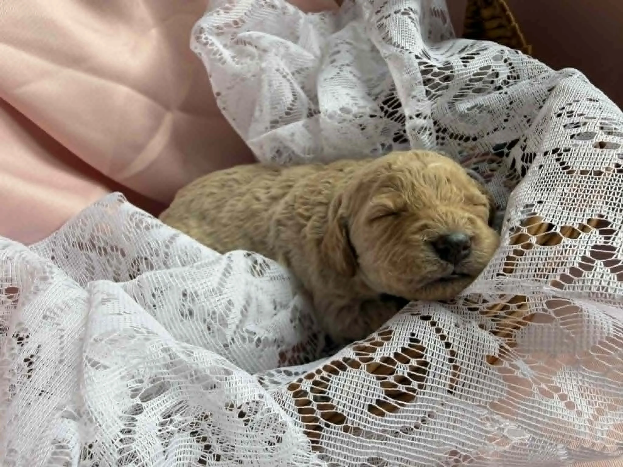 MYSTIC/FEMALE/$2,600