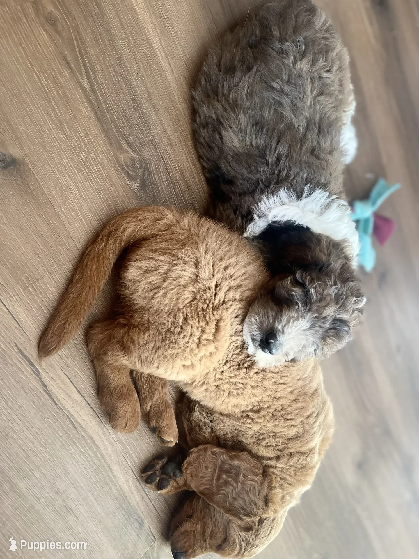 Clarice~Female~SOLD~$1,800