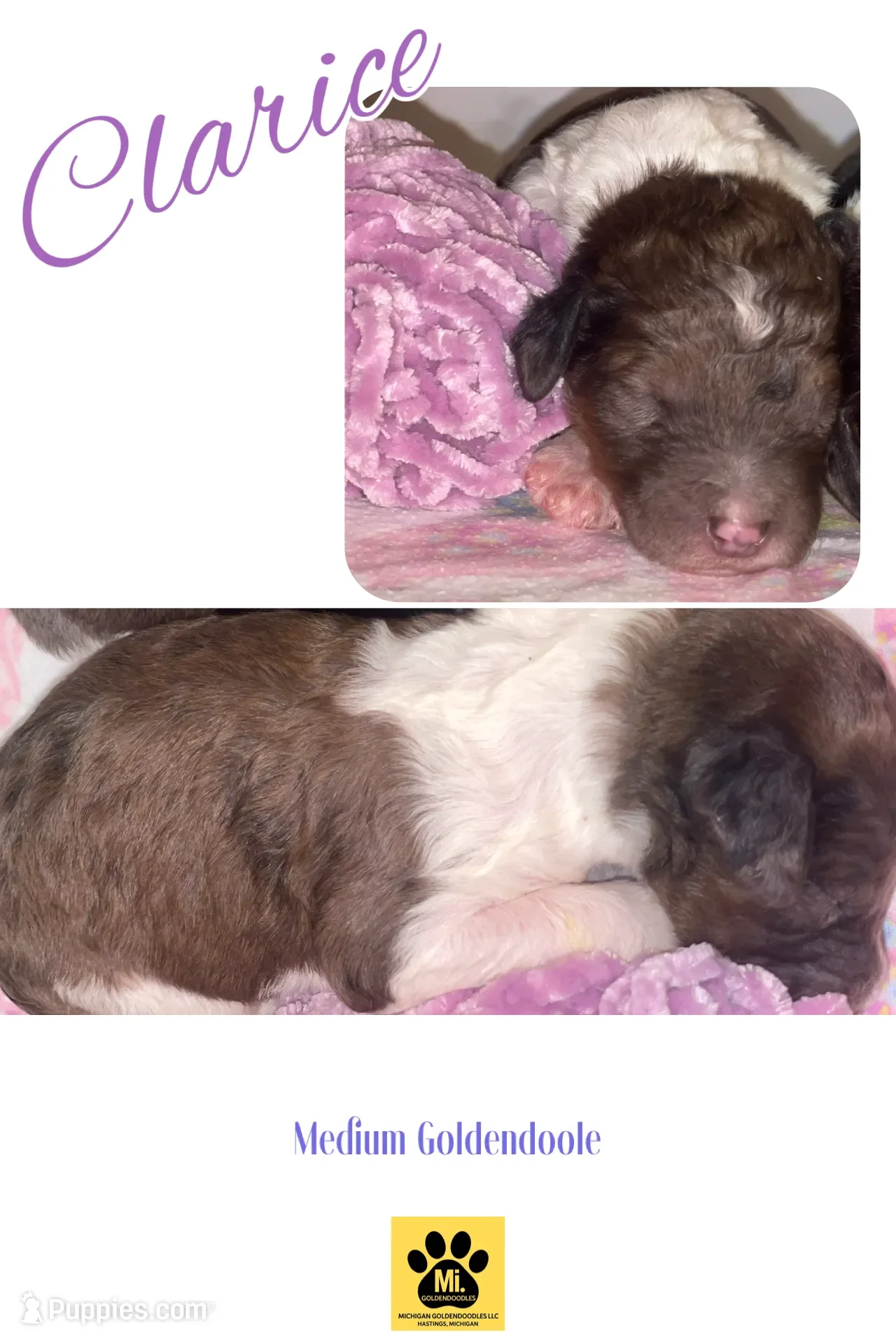 Clarice~Female~SOLD~$1,800