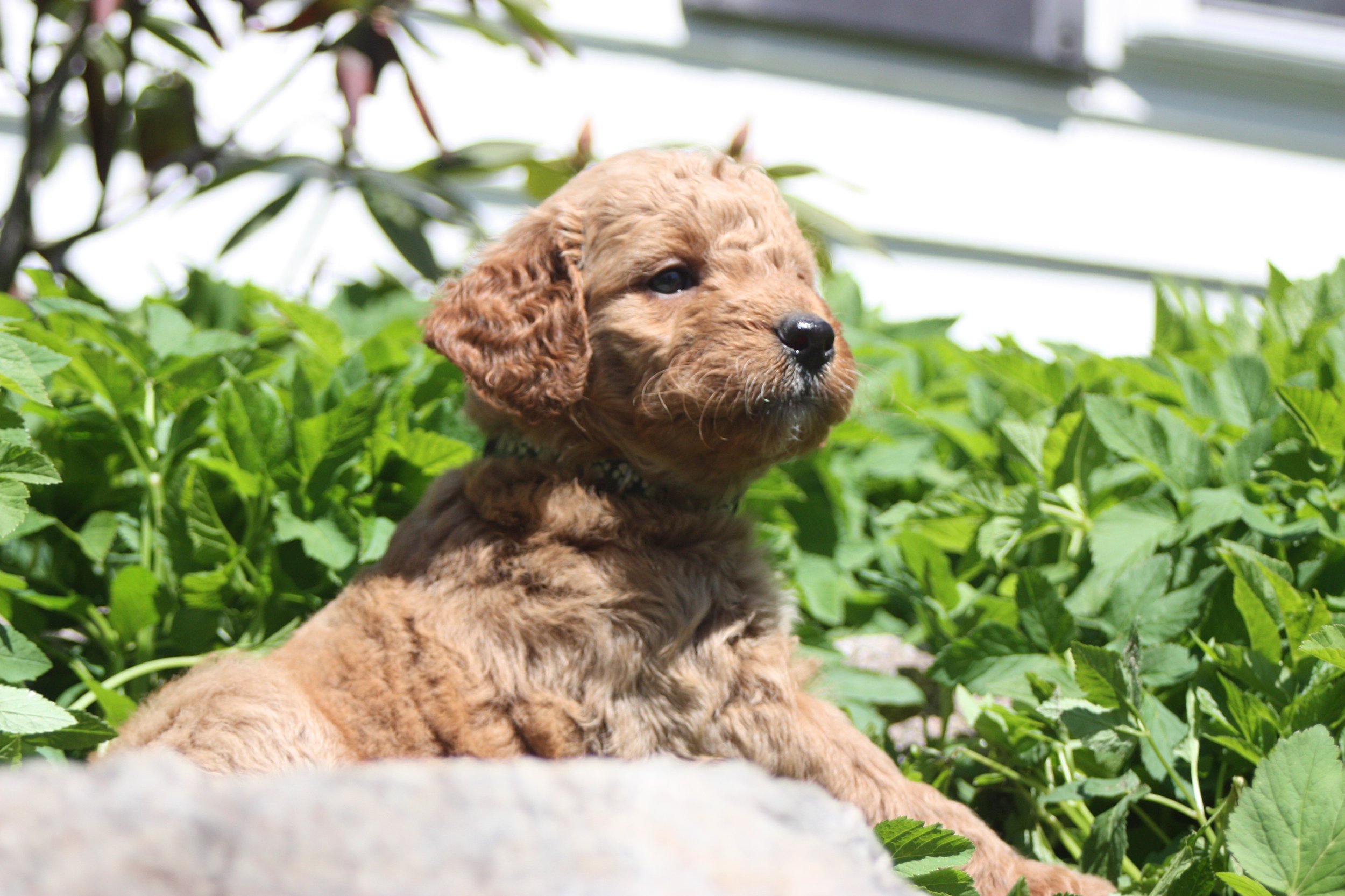 SALSA/MALE/$2,200/Available