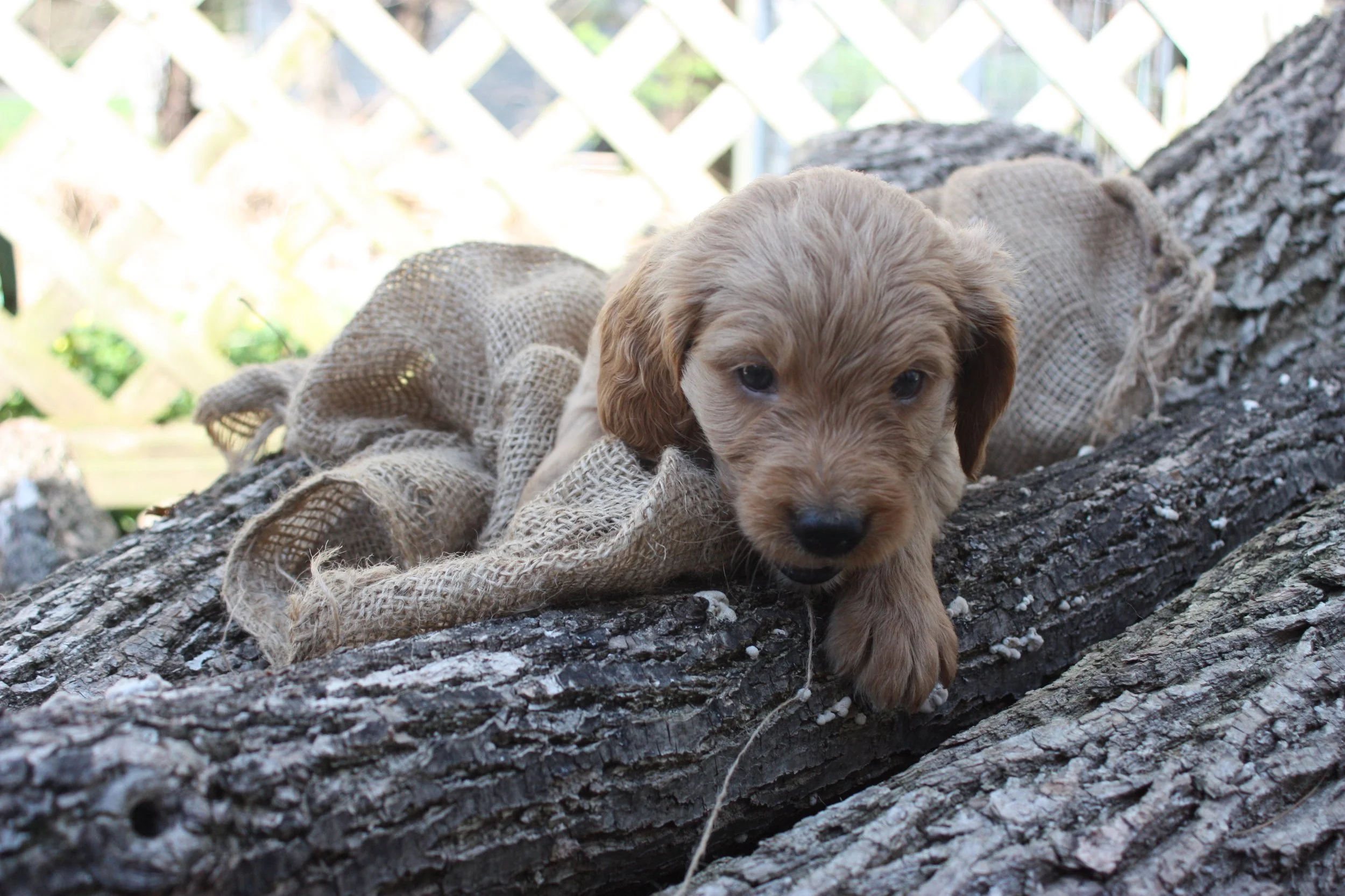 TANGO/MALE/$2,200/RESERVED