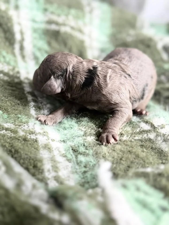 MACK/MALE/$2,400/RESERVED