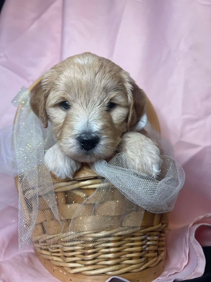A cute puppy with light-colored fur sitting inside a wicker basket decorated with sheer, sparkly fabric against a pink backdrop.