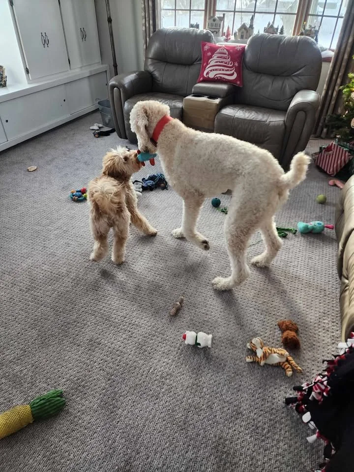 Two dogs playing inside a living room, surrounded by dog toys on the carpet, with a couch, pillows, Christmas decorations, and a window in the background.