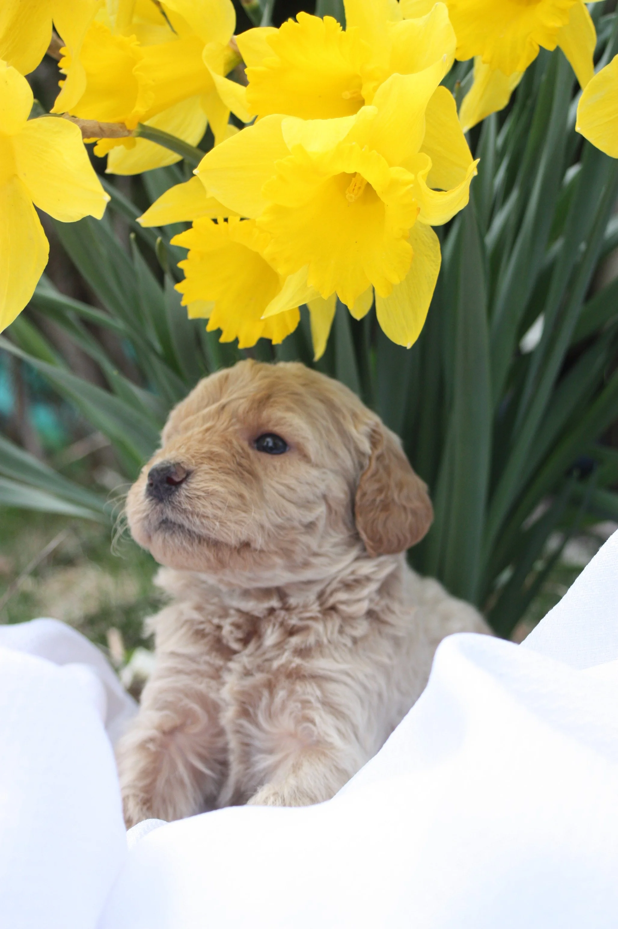 MYSTIC/FEMALE/$2,600