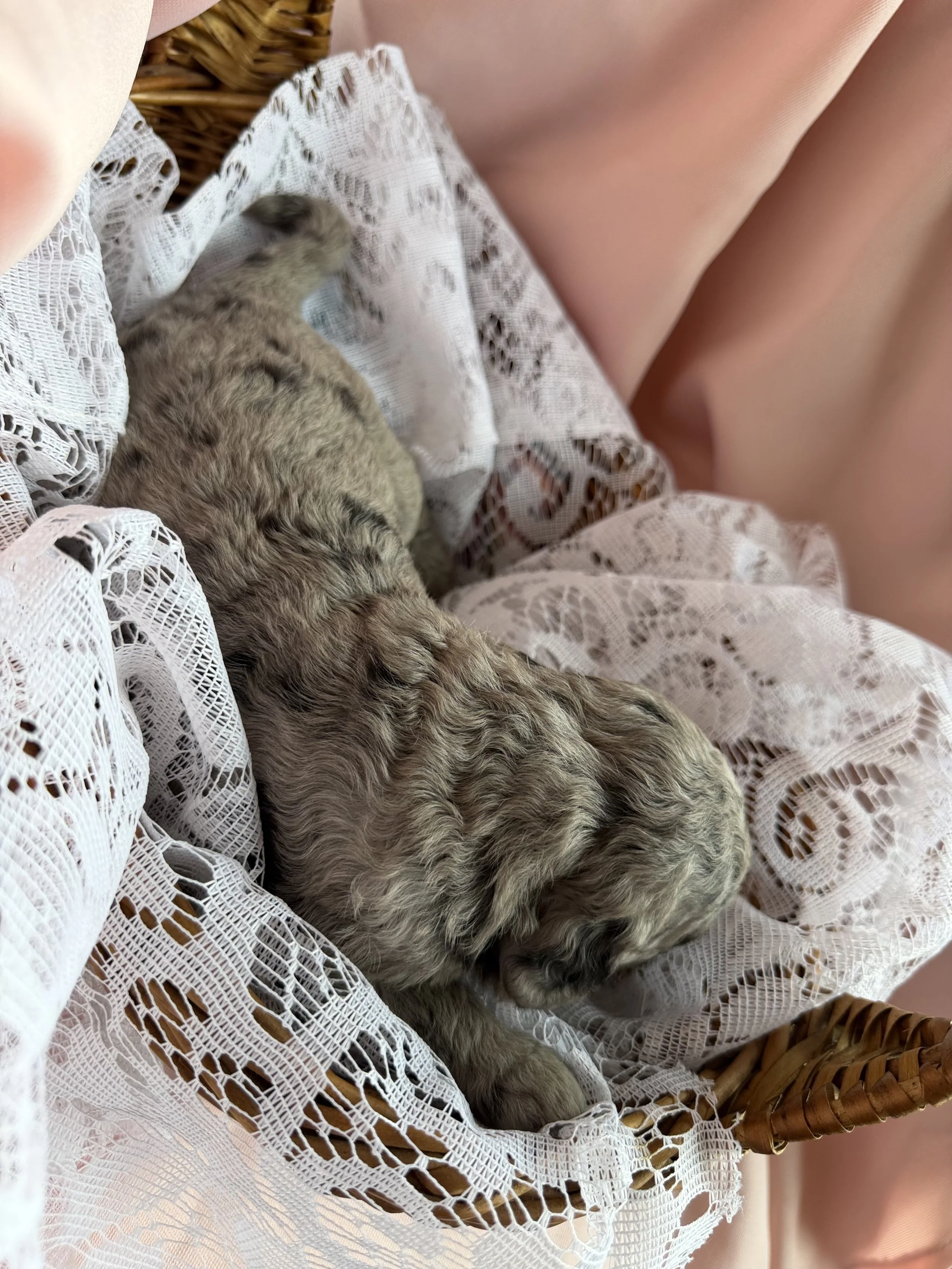 ZING/FEMALE/$2,400/Available