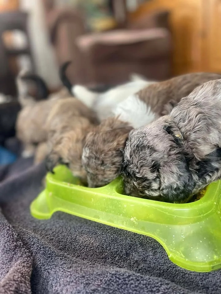 Clarice~Female~SOLD~$1,800