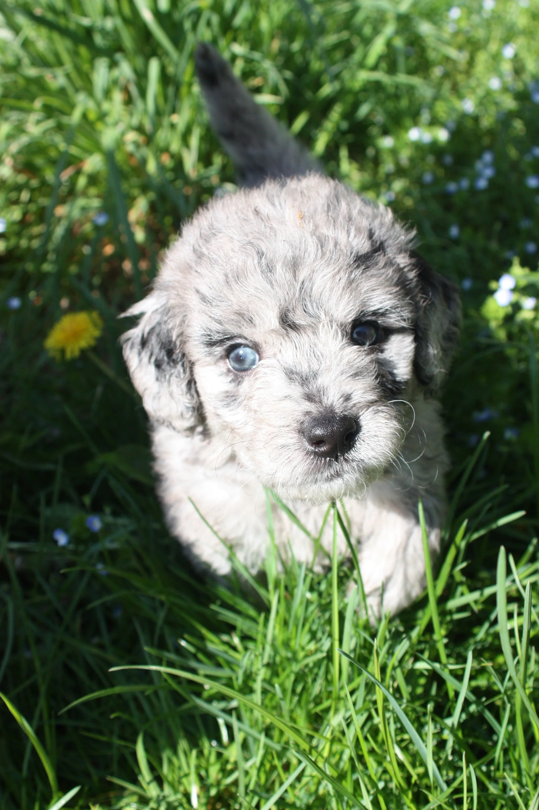 ZING/FEMALE/$2,400/Available