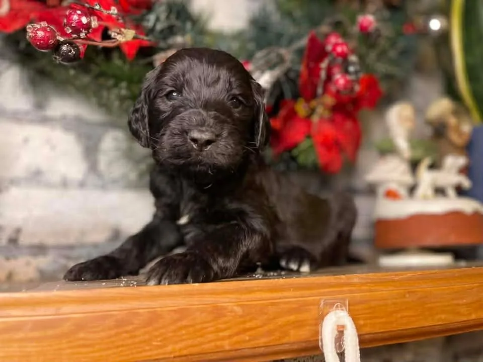 Humble~Male~Reserved~$1,800
