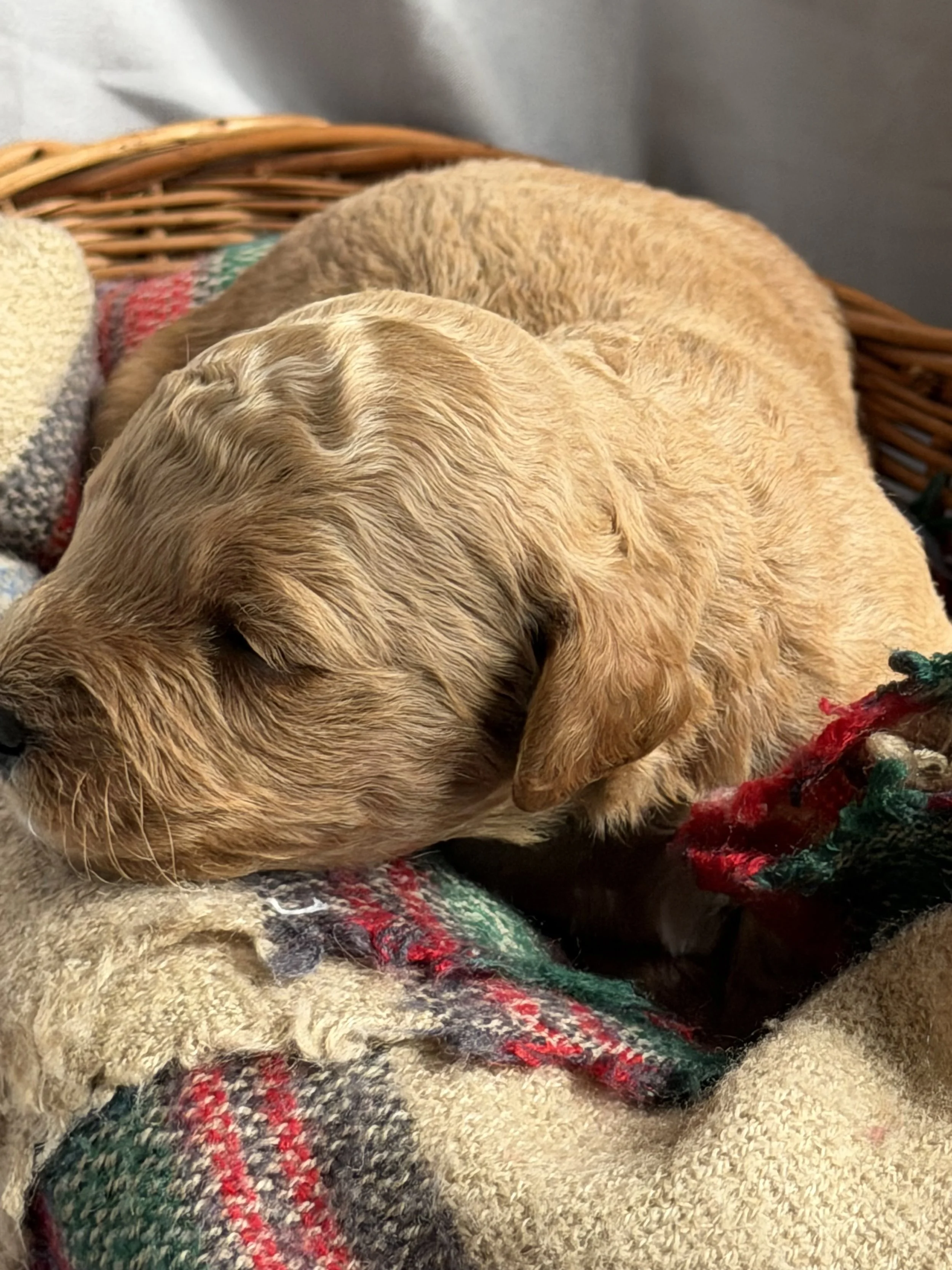 SALSA/MALE/$2,200/Available